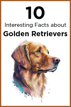 10 Interesting Facts about Golden Retrievers