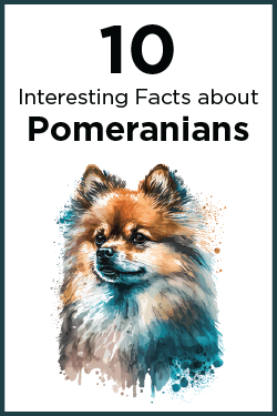 1o interesting facts about Pomeranians