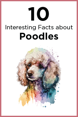 10 Interesting Facts about poodles