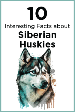 10 interesting facts about Siberian Huskies